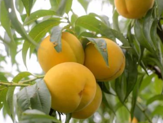 黄桃属于什么水果