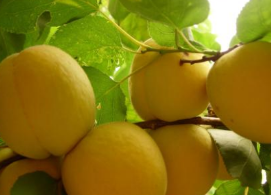 黄桃属于什么水果