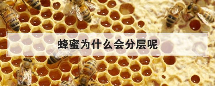 蜂蜜为什么会分层呢