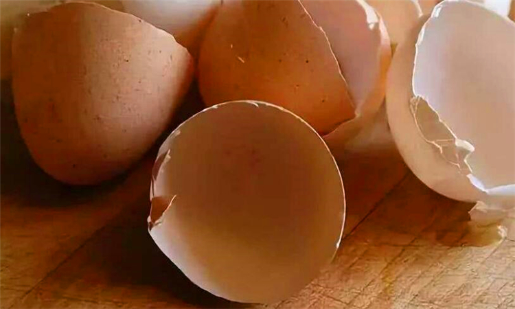 鸡蛋壳的成分有哪些