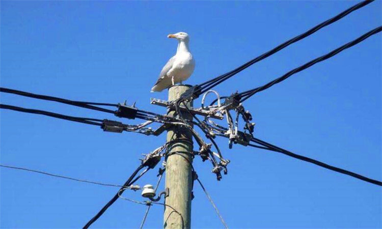 鸟为何能站在高压电线上